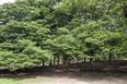 parque del este burle marx