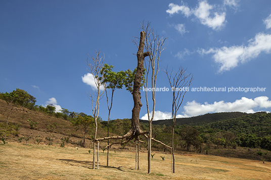 giuseppe penone: elevazione - inhotim GIUSEPPE PENONE